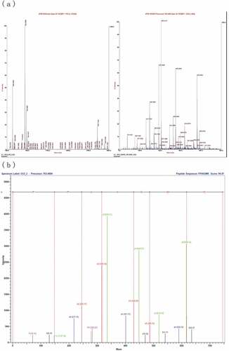 Figure 4. Mass spectrum and analysis of the amino acid sequence of FII-2-p by MALDI-TOF-TOF