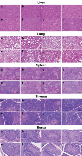 Figure 9. Histological structure of bursa, liver, lung, thymus, and spleen post immunization of SPF chickens. The bursa, liver, lung, thymus, and spleen samples were fixed by immersion in formalin, paraffin embedding, sectioned, and stained with haematoxylin and eosin. Histopathological changes were examined by light microscopy at a 200× field of view. Lane (a) PBS group; lane (b) rClone30 group; lane (c) rClone30-VP2L (P/M) group; lane (d) rClone30-chGM-csf (P/M) group; lane (e) rClone30-VP2L (p/m)-chGM-csf (NP) group; lane (f) rClone30-chGM-csf (P/M)-VP2L (NP) group; lane (g) rClone30-VP2L-chGM-csf (P/M) group; lane H: commercial vaccine group.