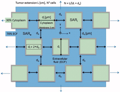 Figure 2. Simplified tumor model with cubical tumor cells or cell clusters of extension di (‘i’ for intracellular) in extracellular medium ‘e’ of width de. Assuming a tumor cube of edge length L [cm], we can determine the number N3 of tumor cell clusters from di and de. The tumor is more solid and more hydrated for di > de and di < de, respectively. The cell membrane has ∼5-nm thickness. The cell cluster arrangement is continued in all directions. The figure illustrates a di = 2 × de relationship yielding 70% extracellular fluid (ECF, see text). This is a three-dimensional model with the coordinate origin and x/y axes plotted for analytical solution (EquationEquations 7–9).