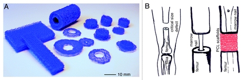 Figure 1. (A) Embroidering allows the fabrication of scaffolds in almost any size and shape. (B) Model of scaffold implantation in large bone defects. As many scaffolds as needed, could be piled up to create a real 3-dimensional implant that can be placed into the bone defect. New bone formation will take place during the scaffold resorption.