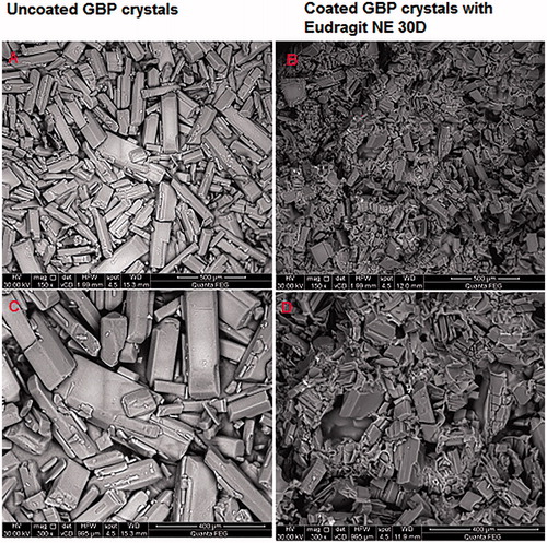 Figure 12. SEM of GBP pure drug crystals and GBP crystals coated with Eudragit NE 30D.