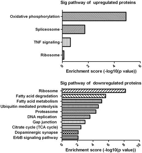 Figure 7. KEGG pathway analyses. The analysis indicates the categorization of significant pathways based on differentially expressed proteins after cells exposure to different concentrations of ZnO nanoparticles.