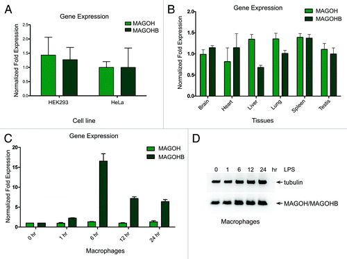 Figure 2. Expression of MAGOH and MAGOHB transcripts. (A) Quantitative RT-PCR analysis of endogenous MAGOHB and MAGOH transcripts in HEK293 and HeLa cells. The expression levels were normalized to TATA binding protein (TBP). (B) Quantitative RT-PCR analysis of the MAGOHB and MAGOH transcripts levels in various tissues of three adult mice (data of individual mice are shown in Fig. S2). (C) Quantitative RT-PCR analysis of the MAGOHB and MAGOH transcripts levels in murine derived macrophages that were stimulated with LPS (10 ng/mL) for 0, 1, 6, 12, and 24 h. Data presented in (A–C) represent the mean value (± standard deviation) obtained from three independent experiments. (D) Western blot of macrophages that were stimulated with LPS (10 ng/mL) for 0, 1, 6, 12, and 24 h. MAGOH protein levels were assessed with MAGOH-specific antibodies.