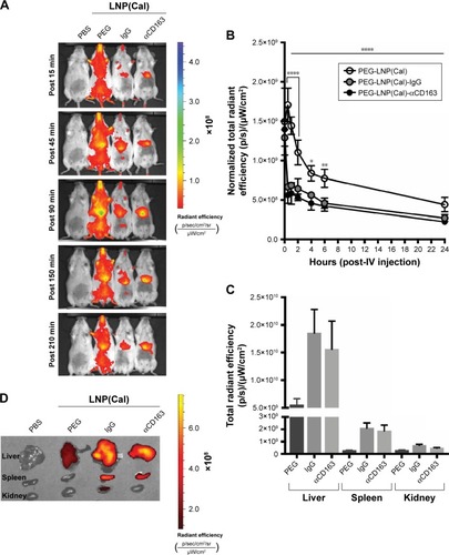 Figure 4 In vivo time-resolved biodistribution, pharmacokinetics, and ex vivo accumulation of near-infrared non-targeted and targeted PEG-LNP(Cal) in mice. (A) SWISS mice (n=1) were injected with either 400 μL saline water, 400 μL PEG-LNP(Cal) (0.1 mg/kg 1.25(OH)2D3), 400 μL PEG-LNP(Cal)-IgG(m), or PEG-LNP(Cal)-αmCD163 (0.05 mg/kg 1.25(OH)2D3). LNP biodistribution was measured at 15, 45, 90, 150, and 210 minutes post-insertion using a Xenogen IVIS® in vivo imaging system at Ex/Em 644/665. Living Image Software was used to apply spectral unmixing on all images to subtract background autofluorescence. The rainbow color scale on the in vivo images represents signal intensity, with purple being the most intense and red being the least intense. (B) C57BL/6JRj mice (n=4) were injected intravenously with either saline water, PEG-LNP(Cal), PEG-LNP(Cal)-IgG(m), or PEG-LNP(Cal)-αmCD163 (0.1 mg/kg 1.25(OH)2D3 for all) at T=0. Blood samples were collected from the sublingual vein 1 minute postinjection, and 20 μL blood samples were collected in capillary tubes from the tail vein at the following time points: T=30 minutes, and 1, 2, 4, 6, and 24 hours. Particle DID fluorescence intensity was measured in all blood samples with a Xenogen IVIS® in vivo imaging system at Ex/Em 644/665 and plotted as normalized total radiant efficiency. For statistical analysis, two-way ANOVA with Tukey’s multiple comparisons test was performed. ****P≤0.0001 over the horizontal line shows overall statistically significant difference between clearance of DID PEG-LNP(Cal) and DID PEG-LNP(Cal)-IgG(m) and clearance of DID PEG-LNP(Cal) and PEG-LNP(Cal)-αmCD163. ****30 minutes–2 hours (DID PEG-LNP(Cal) vs DID PEG-LNP(Cal)-IgG(m)) and (DID PEG-LNP(Cal) vs PEG-LNP(Cal)-αmCD163). *DID PEG-LNP(Cal) vs DID PEG-LNP(Cal)-IgG(m) and DID PEG-LNP(Cal) vs PEG-LNP(Cal)-αmCD163 at 4 hours. **DID PEG-LNP(Cal) vs DID PEG-LNP(Cal)-IgG(m) and DID PEG-LNP(Cal) vs PEG-LNP(Cal)-αmCD163 at 6 hours. (C, D) After 25 hours, the animals were sacrificed, and the organs (liver, spleen, and kidney) were harvested for ex vivo imaging. A pseudo-color scale on the ex vivo image represents the light intensity (red is least intense while yellow is most intense), and the total radiant efficiency of the organs (liver, spleen, kidney (n=4)) is plotted to visualize calcitriol LNP accumulation.Abbreviations: LNPs, lipid nanoparticles; PEG, polyethylene glycol; PEG-LNP(Cal), calcitriol PEGylated lipid nanoparticles; IV, intravenous.