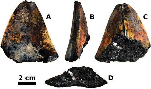 Figure 2. Otodus megalodon tooth NA141-006-01-MT. A, labial view; B, profile view; C, lingual view; D, basal view. Scale bar 2 cm.