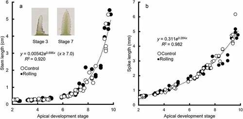 Figure 3. Relationships of apical development stage with (a) stem length and (b) spike length (pooled data of 2018–19 and 2019–20).