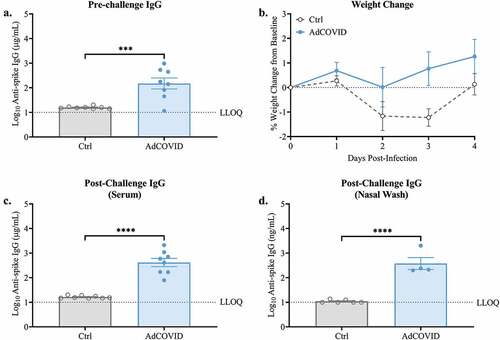 Figure 1. Spike-specific serum IgG responses following single dose intranasal vaccination with AdCOVID. K18-hACE2 mice (8 mice/group) were intranasally vaccinated with 2.2E + 09 ifu AdCOVID or vehicle control on day 0. All mice were challenged on day 32 with 2.0E + 04 PFU of SARS-CoV-2 strain USA/WA-1/2020 by the intranasal route. (a) Sera were collected on day 21 and analyzed individually for quantification of spike-specific IgG by CBA. (b) Body weight was measured daily. Four days post-challenge (DPI +4), spike-specific IgG in the (c) serum and (d) nasal wash was quantified by CBA. IgG results are expressed in either µg/ml or ng/ml as indicated. Bars represent mean ± SEM. Body weights are presented as the mean ± SEM. Lowest limit of quantification (LLOQ). Statistical analyses were performed with unpaired Student’s t tests. ***, P < .001; ****, P < .0001.