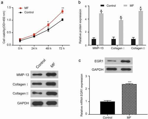 Figure 2. EGR1 expression in T. cruzi-induced human MF cells.