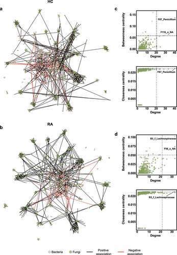 Figure 4. Interkingdom co-occurrence networks and hub nodes of fecal microbiota. (a) Interkingdom HC networks. (b) Interkingdom RA networks. In panels a and b, each node corresponds to an out; edges between nodes correspond to positive (black) or negative (red) correlations inferred from OTU abundance profiles using the SparCC method (P < .05, correlation values of < −0.3 or > 0.3). OTUs that belong to different microbial kingdoms are indicated by colors (bacteria, ivory; fungi, green), and node size reflects degree of centrality. (c) Hub nodes of microbial HC networks. (d) Hub nodes of microbial RA networks. In panels c and d, the hub was defined as a node in which degree, betweenness centrality, and closeness centrality were in the top 1%. Dashed lines indicate threshold values of degree, betweenness centrality, and closeness centrality.