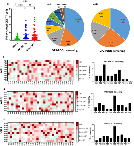 Figure 2. Ex vivo identification of NV VP1 and VP2 dominant peptide pools and epitope-specific CD8+ T-cell responses in NV-infected individuals. (a) Production of IFN-γ measured using ICS after 5 h of ex vivo stimulation of PBMCs with VP peptide pools (1 µM/L). Results are representative of three independent experiments. (i) Comparison analysis of the percentage of CD8+ T cells stimulated with VP1-POOL or VP2-POOL. Screening of dominant sub-VP1-POOL (ii) and sub-VP2-POOL (iii). ***p < .001. (b) The relative strength of VP1-POOL3-specific CD8+ T-cell response in individuals previously infected with NV. The immunodominant hierarchies of 33 individuals responding to VP1-POOL3 shown in Fig. 2a-ii were compiled as a “heat-map.” for each individual, the strongest response was considered the dominant response (DR) and is shown in dark red. All the other responses were evaluated by their relative strength against the DR. The responses were considered non-specific when their strengths were not higher than 40% of their corresponding DR; these are marked in white. The responses with strengths between 41% and 99% of the DR are assigned a specific colour in the heat-map. The percentage of DR peptides in different individuals is counted and shown on the right of the graph. It is presented as a histogram demonstrating the percentages of dominant peptides in VP1-POOL3. (c) The relative strength of VP2-POOL2-specific CD8+ T-cell response in individuals previously infected with NV. The immunodominant hierarchies of 31 individuals responding to VP2-POOL2 shown in Fig. 2a-iii were compiled as a “heat-map.” the detailed description is similar to the one in B. (d) The relative strength of VP2-POOL3-specific CD8+ T-cell response in individuals previously infected with NV. The immunodominant hierarchies of 30 individuals responding to VP2-POOL3 shown in Fig. 2a-iii were compiled as a “heat-map.” the detailed description is similar to the one in B.