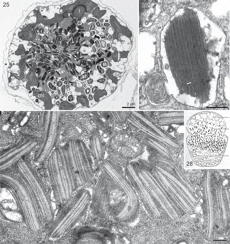 Figs 25–28. The red pigment bodies of Borghiella pascheri, TEM. Fig. 25. Transverse section of the cell showing the central part occupied by numerous pigment bodies (p). The cell periphery is occupied by the chloroplasts (chl). Starch grains (st) also abound. Fig. 26. Pigment body at higher magnification. Each body is lined by a membrane and the internal part comprises a stack of membranes, in this case with thylakoid-like structures stacked in threes like chloroplast lamella (arrow). Various pieces of membrane-like material are also present in the vesicle. Fig. 27. Thin section through the central group of pigment bodies (p). The inner part of each body is taken up by parallel thylakoid-like membranes, sometimes single (single arrow), sometimes separate but still parallel (two arrows), sometimes close together (three arrows). cDNA, probably chloroplast DNA, m = mitochondrion. Fig. 28. The original drawing of Glenodinium pascheri by Suchlandt (Citation1916) of material from the European Alps, illustrating cell shape and the many pigment bodies (drawn rod shaped) that occupy the central part of the cell.