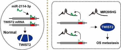 Figure 5. The schematic diagram of the action of MIR205HG in OS. In normal cells, miR-2114-3p binds to TWIST2 mRNA 3`-UTR, resulting in decreased TWIST2 level; In OS cells, MIR205HG sponges miR-2114-3p, antagonizing the inhibitory effect of miR-2114-3p on TWIST2, thereby increasing TWIST2 expression and subsequently promoting OS metastasis