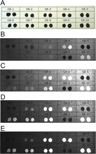 Figure 11. Changes in 10 types of black fountain pen ink on printing paper with original diagram under visible light (A) and fluorescence absorption diagram under infrared luminescence (IRL) conditions with 400 to 485 nm spot filters and 645 nm long-pass filter (B), 445 to 570 nm spot filters and 645 nm long-pass filter (C), 515 to 640 nm spot filters and 695 nm long-pass filter (D), and 545 to 675 nm spot filters and 725 nm long-pass filter (E).