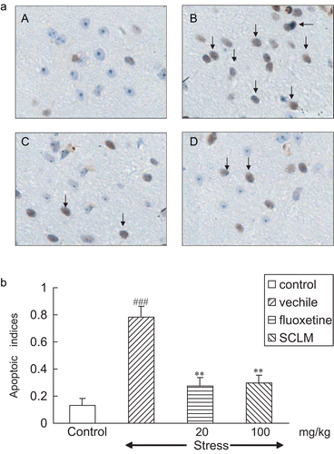 Figure 1.  (a) SCLM inhibited levels of TUNEL-positive cells in the hippocampus of stressed mice. (A) Control; (B) stressed mice: numerous TUNEL-positive neurons could be observed, dark brown (arrows); (C) fluoxetine-treated (20 mg/kg) stressed mice: TUNEL-positive neurons were significantly decreased (arrows); (D) SCLM-treated (100 mg/kg) stressed mice: TUNEL-positive neurons were significantly reduced (arrows). (b) Effect of SCLM on apoptotic index in hippocampus of stressed mice. Apoptotic indices were calculated from sections of control and stressed mouse brain, as number of stained nuclei/1000 cells/HPF as described in “Materials and methods” (0.132 ± 0.025, 0.782 ± 0.079, respectively). Note that the numbers of TUNEL-positive nuclei were increased in dentate gyrus after 21-day stress treatment as compared to respective controls. SCLM (100 mg/kg) or fluoxetine (20 mg/kg) treatment resulted in a significant decrease in levels of apoptotic hippocampal neurons toward control values (0.294 ± 0.038, 0.282 ± 0.028, respectively). Values are mean ± SEM, n = 5. Data analysis was performed using non-paired t-test. ###p < 0.001, compared with control group, **p < 0.001, compared with vehicle-treated stressed mice.