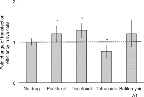 Figure 9. Effect of treatment with drugs regulating active transport and trafficking on gene transfection after US exposure. Paclitaxel treatment (16 µM) and docetaxel treatment (16 µM) increased transfection efficiency, tetracaine treatment (20 µM) decreased transfection efficiency and bafilomycin A1 (250 nM) did not change transfection efficiency. Data represent the averages of n ≥ 3 replicates with standard deviation error bars (*paired Student's t-test, p < 0.05).