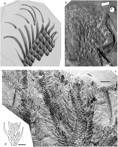 Figure 5. Lepidodendron dilatatum Lindley and Hutton. (a, b), Great North Museum, Specimen No. NEWHM G02.16 (holotype); Felling Colliery, Gateshead, Tyne and Wear (UK); roof of the L Main Seam (Duckmantian); (a), original illustration given with protologue (Lindley and Hutton Citation1831); (b), photograph, by Sylvia Humphrey. (c), National Museum Wales, Specimen NMW Appleton BB0076A; Brymbo Opencast near Wrexham, Denbigh Coalfield, north Wales, UK; Middle Coal Measures (Duckmantian) (photo by P. Appleton). (d), Drawing of leafy shoot by Deborah Spillards (from Cleal and Thomas, Citation1994). All scale bars = 10 mm.