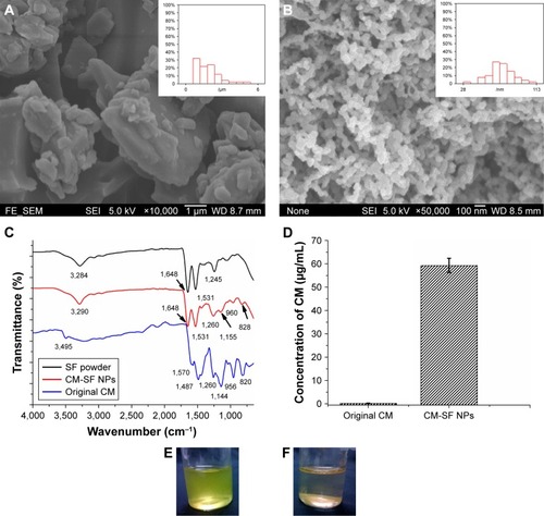 Figure 2 Physicochemical characterization of CM-SF NPs.Notes: (A) SEM images of original CM powders (inset, particle size and distribution of original CM powders); (B) SEM images of CM-SF NPs prepared by SEDS CO2 (inset, particle size and distribution of CM-SF NPs); (C) FTIR spectra of SF, CM-SF NPs, and original CM powders; (D) solubility comparison of CM-SF NPs and original CM powders; (E, F) optical images of CM-SF NP solution and original CM-powder solution after 1 hour dissolution.Abbreviations: CM, curcumin; SF, silk fibroin; NPs, nanoparticles; SEM, scanning electron microscopy; SEDS, solution-enhanced dispersion by supercritical CO2; FTIR, Fourier-transform infrared spectroscopy.