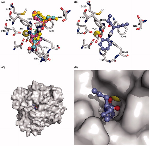 Figure 2. Interactions of compound 2, 18, 19, 20 and 21, (A) all ligands are capable of adopting the same binding pose. (B) 2 is making a coordination with Zn+Citation2. (C) and (D) show the cavity of HDAC8 reached by the target ligands.