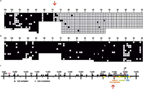 Figure 3. The CpG DNA methylation boundary (red arrows) is located in the upstream region of the FMR1 promoter in the human genome [Citation41]. Methylated CpG`s were identified by the bisulfite sequencing method [Citation12,Citation13]. (a) DNA from a non-FXS male with an intact methylation boundary. Unmethylated CpG’s □, methylated CpG’s ■. CpG’s have been arranged next to each other and not according to their actual map positions which has been used in the map panel (c) of this figure. (b) DNA from an FXS male. The methylation boundary has been lost, and most of the CpG’s in the upstream region of the promoter are methylated: ●/■. (c) Genomic map of the FMR1 promoter region on human chromosome Xq27.3. Numbers 1–104 designate CpG’s in the region: ○/□, unmethylated, ●/■, methylated. Blue – CGG repeats; yellow – CTCF binding sites; green – FMR1 promoter; orange – origin of DNA replication; red arrows – location of methylation boundary. This figure was taken from Naumann et al. [Citation24].