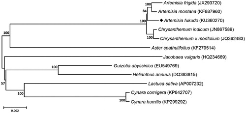 Figure 1. Phylogenetic tree revealing the relationship of A. fukudo with 11 species belonging to the Asteraceae family. This tree were constructed with those complete chloroplast genome sequences using neighbour-joining method with 1000 bootstrap values in the MEGA 6, and numbers above each node indicate the bootstrap values.