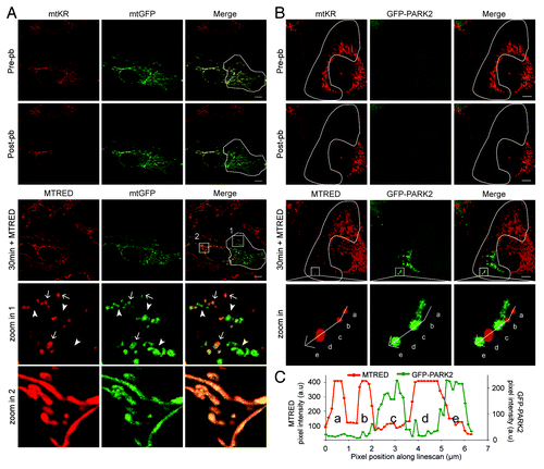 Figure 5. PARK2 is recruited to mitochondria deploarized by mtKR photo-bleaching. (A) Representative images of HeLa cells transfected with mtKR and mtGFP and irradiated with 561 nm laser light in the region indicated by the white outline (pre-pb). 200 nM MitoTracker® Red (MTRED) was added to the cells after photo-bleaching and the cells were imaged live for 30 min. Two areas indicated by the white box in the 30 min + MTRED panel have been magnified. In zoom 1, the solid arrowheads indicate mitochondria with absent MTRED staining and the arrows indicate mitochondria with both mtGFP and MTRED signal. (B) Representative images of HeLa cells expressing mtKR and GFP-PARK2 and irradiated with 561 nm laser in the region indicated by the white outline (pre-pb). 200 nM MTRED was added to the cells following photo-bleaching and the cells were imaged again for 30 min. The white square box area is magnified in the panel labeled as “zoom in.” The arrow path in the “zoom in” panel indicates the pixel intensity of the fluorescent signal from GFP-PARK2 (green) and MTRED (red) shown in (C). Scale bar: 10 µm. (C) The pixel intensity of red and green channels was plotted against the pixel position along line scan.