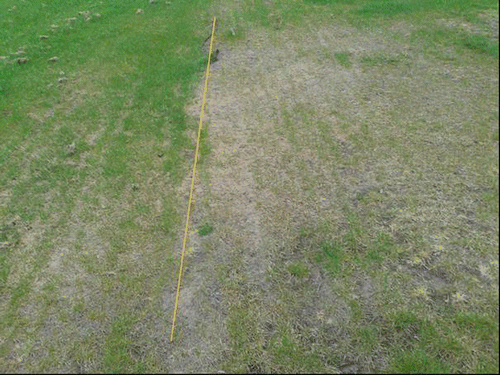 Figure 11. Vegetation on and next to test-field 1 (Cells G1–G5 in Figure 10 on 29 April, 2013). The perimeter of the test-field is indicated by the yellow line.