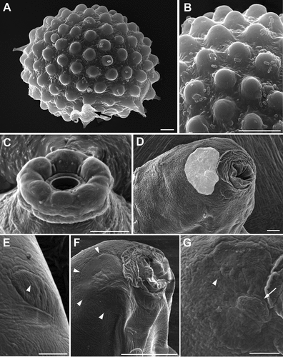 Figure 4. Ramazzottius kretschmanni sp. nov. (A-B) and Cryoconicus antiarkctos (C-G) (SEM). A. Egg, arrow = irregular indented margin of a broken egg process. B. Egg surface. C. Mouth opening (with COS). D. Head (frontal-lateral view), lighter color indicates the “cheek-like” area (ALS). E. Elliptical organ on the head (PLS), arrowhead = pore. F. Head (lateral view), arrowheads indicate the “cheek-like” area. G. “Cheek-like” area (magnification of B), arrowhead = pore, arrow = cribrose area. Scale bars = 5 µm.