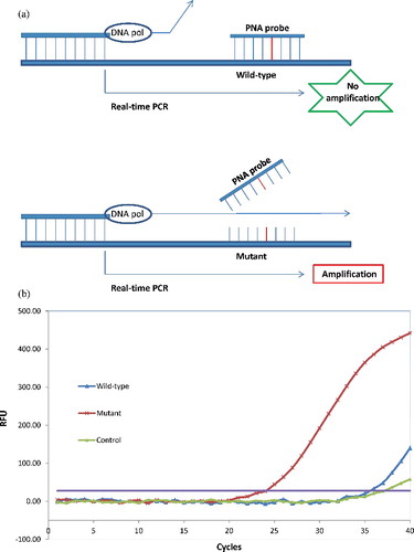 Figure 1. The peptide nucleic acid (PNA)-mediated real-time PCR clamping assay. (A) The scheme of the PNA-mediated real-time PCR clamping assay. PNA inhibits wild-type by hybridizing normal sequences, and mutant allele is preferentially amplified. (B) The signal was obtained by observing the SYBR Green amplification plots. RFU, relative fluorescence units.