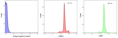 Figure 2. Purity assessment of isolated CIA-FLSs by flow cytometry. Fibroblast markers CD90.2 and CD54 tagged, respectively, 91.7% and 88.3% of FLSs isolated from knee joints of CIA rats, confirming a high purity of the isolated cells. CD, cluster of differentiation; CIA, collagen-induced rheumatoid arthritis; FLSs, fibroblast-like synoviocytes.