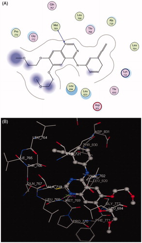 Figure 3. 2 D and 3 D ligand interactions of erlotinib inside the active site of 1M17.