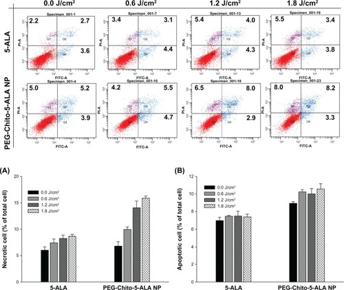 Figure 8 Necrosis (A) and apoptosis (B) analysis of CT26 cells 24 hours after treatment with 5-ALA, PEG-Chito-5-ALA nanoparticles, or empty nanoparticles with irradiation. Necrosis and apoptosis analysis were repeated three times and results were expressed as mean ± standard deviation. Top figures: typical apoptosis and necrosis analysis of CT26 cells after treatment of 5-ALA or PEG-Chito-5-ALA nanoparticles.Notes: Cells were preincubated with 0.1 mM 5-ALA or PEG-Chito-5-ALA nanoparticles for 24 hours, and then the cells were exposed to red light (1.8 J/cmCitation2). The cells were stained with FITC-annexinV and PI for flow cytometric analysis.Abbreviations: 5-ALA, 5-aminolevulinic acid; PEG-Chito-5-ALA NP, Polyethylene glycol-Chito-5-ALA nanoparticles.