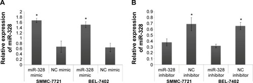 Figure 2 Relative expression of microRNA (miR)-328 in both human hepatocellular carcinoma (HCC) cell lines SMMC-7721 and BEL-7402 transfected with miR-328/normal control (NC) mimics and miR-328/NC inhibitors.