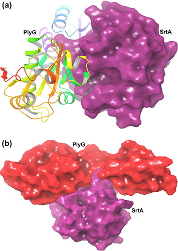 Figure 4. (a) Interaction of SrtA (Meshed surface) with plyG (Cartoon-ribbon). (b) Interaction of SrtA (Meshed surface-pink) with plyG (Meshed surface-red).