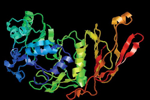 Figure 3. Predicted three-dimensional structure of ABF protease from Auricularia auricula. Schematic representation of the domain architecture of A. auricula ABF protease, which consists of an (α/β)-barrel domain.