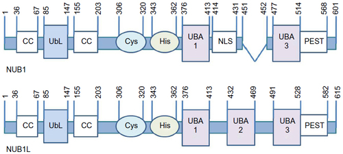 Figure 1 Domain information of NUB1/NUB1L.