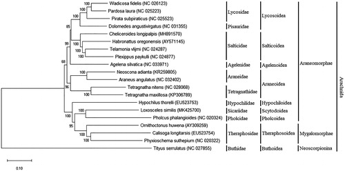 Figure 1. Consensus phylogenetic tree inferred from 20 mitochondrial genomes of arachnids without the non-coding D-loop region. The tree comprises three suborders, nine superfamilies and 11 families of Arachnida class. Tityus serrulatus was used as outgroup. The consensus tree was constructed using the Kimura 2-parameter method, with 1000 bootstrap. The numbers indicate the sustenance of each clade. Loxosceles similis is inserted into Araneomorphae and, among the species analyzed, is the phylogenetically closest species of Pholcus phalangioides, both Haplogynae, as suggested by Ramírez (Citation2000) and Michalik and Ramírez (Citation2014). All sequences were obtained from the GenBank database, and the accession numbers are presented in the figure.