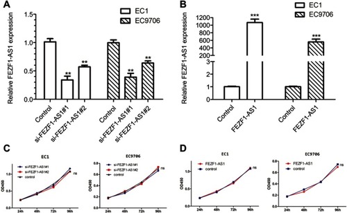 Figure 2 Intracellular expression of FEZF1-AS1 after transfection and the effect of FEZF1-AS1 on proliferation of esophageal cancer cells. (A) FEZF1-AS1 levels of si-FEZF1-AS1#1 and si-FEZF1-AS1#2 groups were notably decreased compared to that in control groups; (B) FEZF1-AS1 levels of FEZF1-AS1 overexpression groups were notably increased compared to that in control groups; (C) silencing of FEZF1-AS1 had no effect on ESCC cell proliferation; (D) upregulated FEZF1-AS1 levels had no effect on ESCC cell proliferation.**P < 0.01, ***P < 0.001.