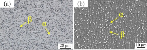 Figure 1. SEM morphology of Ti-6Al-4 V.