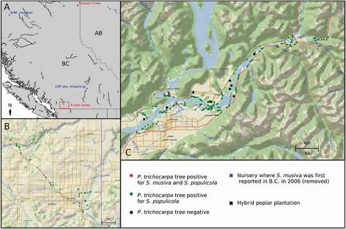 Fig. 1 Survey of Sphaerulina musiva and S. populicola infections on Populus spp. in four B.C. regions in 2020. A, location of the different sampling sites; blue, hybrid poplar stands; red, natural P. trichocarpa. B, Dawson Creek, Peace-River region. C, Upper Fraser Valley region.