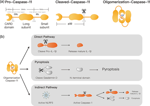 Figure 2 Proposed caspase-11 mediated pyroptosis mechanism. (a) Caspase-11 consists of large subunit, small subunits and a CARD domain, which can be activated through oligomerization mediated by cleavage at the D289 site. (b) Activated caspase-11 can mediate cell pyroptosis through direct and indirect pathways: The direct pathway directly mediates pyroptosis by directly cleaving the gasdermin D and releasing the N-terminal; The indirect pathway mediates cellular pyroptosis by promoting caspase-1 activation through activation of the NLRP3 inflammasome.