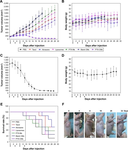 Figure 5 Antitumor activity of PTX-CMs in BEL7402 xenograft mice.Notes: Tumor-growth curves of early-stage (A) and late-stage (C) tumor model. Body weight changes in early-stage (B) and late-stage (D) tumor model. Data are presented as mean ± SD (n=8). (E) Survival rates of mice in different treatment groups within 28 days. Data are presented as mean ± SD (n=8). (F) Representative images of mice treated with PTX-CMs at PTX dose of 30 mg/kg in late-stage tumor model at 0, 4, 8, 18, 25, and 32 days. Arrows indicate time when mice received intravenous injections.Abbreviations: PTX-Ms, paclitaxel-loaded monomethoxy(polyethylene glycol)-block-poly(d,l-lactide) micelles; CMs, sodium cholate and monomethoxy(polyethylene glycol)-block-poly(d,l-lactide) micelles.