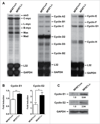 Figure 3. NFAT1 inhibits Cyclin E1 and E2 expression in primary B lymphocytes. (A-C) B lymphocytes were purified from naive NFAT1+/+ and NFAT1−/− mice and stimulated with PMA (10 nM) and Ionomycin (1 μM) for 24 hours (A and B) or 48 hours (C). (A) Total RNA was extracted and the expression of Myc family members (left panel) and Cyclin family members (middle and right panels) were analyzed by RNase Protection Assay. Transcript levels were analyzed by autoradiography, and RNA loading was estimated by measuring the intensities of 2 housekeeping genes (L32 and GAPDH). (B) Total RNA was extracted and Cyclin E1 and Cyclin E2 expression levels were analyzed by real-time PCR using TaqMan Gene Expression assays. HPRT expression was used for normalization. (C) Total protein lysates were obtained and Cyclin E1, Cyclin E2, and GAPDH protein levels were detected by western blot. Cyclin E protein levels were normalized to GAPDH and are indicated below blots. All results were obtained from a pool of 3 mice, and are representative of at least 2 independent experiments. Results are expressed as mean and error bars represent SEM. Asterisks indicate significance levels compared to controls (* p < 0.05; ** p < 0.005).