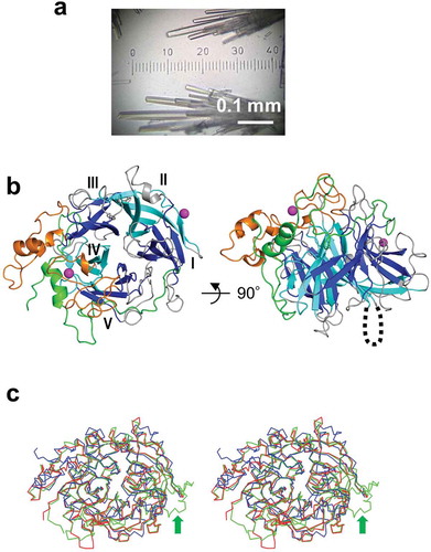 Figure 2. Crystals and overall structure of BiBftA ΔAΔC. (a) Crystals of BiBftA ΔAΔC. (b) Overall structure of BiBftA ΔAΔC shown as a ribbon model. The five blades (i–v) comprising the β-propeller fold are shown in blue (I, III, and V) or cyan (II and IV). The N-terminal region that wraps around the β-propeller fold is shown in green. Three loops, loops 5, 7, and 8, are shown in orange. Magnesium ions on the molecular surface are shown as magenta balls. Disordered loop-A is shown as a dotted line. (c) Stereo view of the superimposed Cα backbones in BiBftA ΔAΔC (red), MsFFase (green), and BsSacB (blue). The small domain-like structure in the C-terminus of MsFFase is indicated with a green arrow