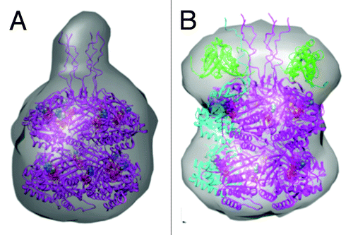 Figure 6. Models of KaiC and KaiBC complex derived from small angle X-ray scattering (SAXS).Citation25 (A) SAXS model of S. elongatus KaiC hexamer, exhibiting a protrusion that marks the location of C-terminal peptides jutting out from the CII ring. (B) SAXS model of the KaiBC complex, consistent with KaiB dimers co-locating with C-terminal peptides and thus sitting on top of the CII ring.