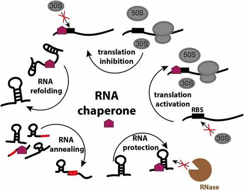 Figure 1. RNA chaperone functions in the bacterial cell. RNA chaperones facilitate proper RNA folding, remodel existing states, assist in matchmaking between regulatory RNAs and their targets, protect bound RNA from ribonucleases, and by the interaction with the ribosome-binding site (RBS) activate or inactivate translation.
