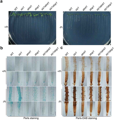 Figure 1. Growth phenotypes and Fe accumulation patterns of the WT and various mutants. (a) Morphologies of 8-day-old seedlings of the WT and various mutants grown in +Pi or – Pi medium. Scale bar = 1 cm. (b and c) Perls staining (b) and Perls/DAB staining (c) of Fe accumulation patterns of the WT and various mutants corresponding to the seedlings shown in (a). Ten seedlings for each genotype were analyzed and the roots for representative seedlings were shown. The experiments were repeated three time with similar results. Scale bar = 100 μm