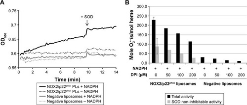 Figure 4 In vitro NADPH oxidase activity of NOX2/p22phox and negative liposomes.Notes: (A) Representative results of the NADPH oxidase activity of NOX2/p22phox (8 pmol cytochrome b558) and negative liposomes in a cell-free system assay in the presence of the recombinant p47phox, p67phox and Rac (1 µM), arachidonic acid (400 µM) and NBT (100 µM), stimulated or not with NADPH (200 µM). (B) NADPH oxidase activity was expressed in moles of superoxide O2•− produced/s/mol of heme and measured before (total activity) or after SOD addition (SOD non-inhibitable activity). Cell-free system assay was performed in the same experimental conditions as (A).Abbreviations: DPI, diphenyleneiodonium; NADPH, nicotinamide adenine dinucleotide phosphate; NBT, nitroblue tetrazolium; OD, optical density; O2•−, superoxide anion; SOD, superoxide dismutase; PLs, proteoliposomes.