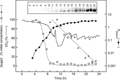 Figure 1.  Time course of membrane protein expression by auto-induction in a 30 L fermenter without control of pH or DO2. Fermentation of a culture harbouring target 0004A was performed using LBauto medium and samples were analysed as detailed in Materials and methods. DO2 values (•••••••••) were measured using an in-built probe. Samples were taken for measurement of D600nm (•), glucose (□) and lactose (▵) concentrations. The latter are expressed as percentages of their initial values, which were 0.5 g l−1 and 2 g l−1, respectively. The inset shows a western blot of samples of the culture taken at the indicated times (h), stained with an antibody against the hexahistidine tag of the target.