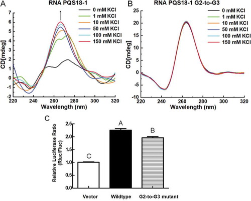 Figure 5. CD spectra of RNA PQS18-1 and PQS18-1-G2-to-G3 and their effect on gene expression. A. CD spectra of RNA PQS18-1 in response to a series of concentrations of potassium. B. CD spectra of RNA PQS18-1-G2-to-G3 mutant in response to a series of concentrations of potassium. C. Relative luciferase activity of G2-to-G3 mutant construct. Different capital letters indicated the significant difference at P < 0.05 (Duncan’s multiple comparison test) among the constructs.