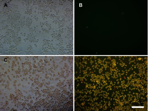 Figure S6 Phase contrast microscopic (A, C) and fluorescent (B, D) photographs of HT29 cells treated with saline (A, B) and CP/MoS2/DOX nanofibers (C, D). Abbreviation: CP, chitosan/polyvinyl alcohol.